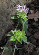 Monardella viridis ssp. viridis