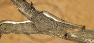Boaedon capensis