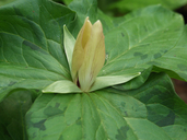 Trillium sp.