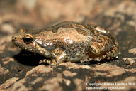 Ornate Microhylid Frog