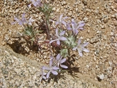 Eriastrum eremicum ssp. eremicum