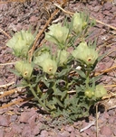 Mohavea confertiflora