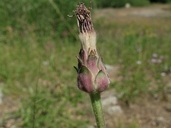Agoseris ×elata (Nutt.) Greene