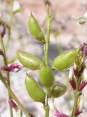 Astragalus preussii var. laxiflorus