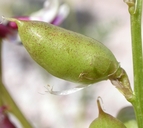 Astragalus preussii var. laxiflorus