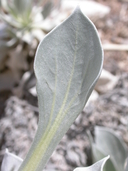 Enceliopsis nudicaulis