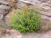 Euphorbia incisa