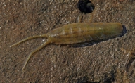 Monterey Isopod