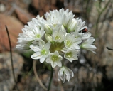 Photo of Allium tuolumnense