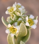 Mortonia utahensis