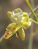 Parkinsonia microphylla