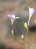 Gilia cana subsp. speciformis