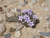 Langloisia setosissima ssp. setosissima