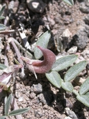 Astragalus humistratus var. humivagans
