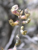 Astragalus pinonis var. pinonis