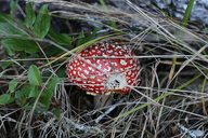 Amanita muscaria