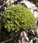 Paronychia sessiliflora