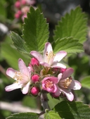 Photo of Jamesia americana var. rosea