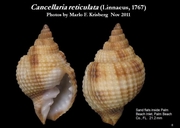 Cancellaria reticulata