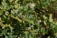 Heliotropium curassavicum