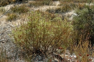 Salvia mellifera