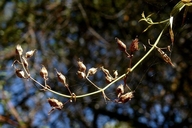 Keckiella breviflora