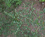 Chenopodium vulvaria