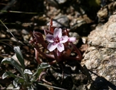 Claytonia exigua ssp. exigua