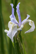 Long-petaled Iris
