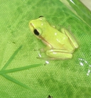 Hyla meridionalis