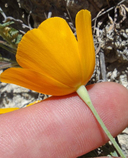 Eschscholzia lemmonii ssp. lemmonii