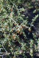 Condalia globosa var. pubescens