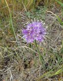 Allium howellii var. howellii