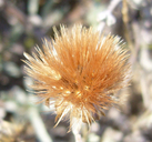 Corethrogyne filaginifolia