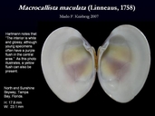 Macrocallista maculata