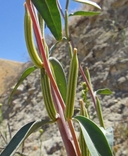 Clarkia tembloriensis ssp. calientensis