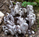 One-flowered Monotropa