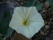 Chaparral Morning Glory