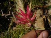 Castilleja miniata ssp. miniata