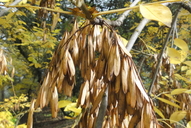 Fraxinus latifolia