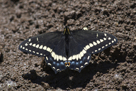 Indra Swallowtail