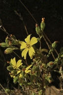 Lagophylla glandulosa