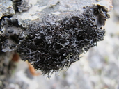 Blackcurly Lichen