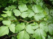 Rubus spectabilis