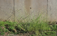 knotroot bristle grass
