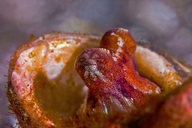 Octopus microprysus