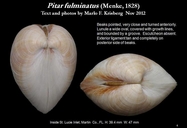 Pitar fulminatus