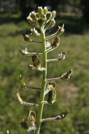 Field Peppergrass