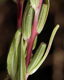Oenothera hookeri ssp. grisea