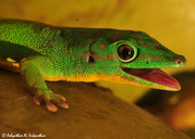 Andaman day gecko
